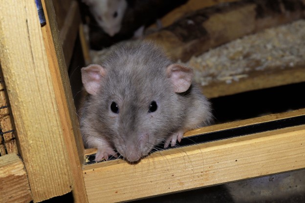 mouse in house eating wood