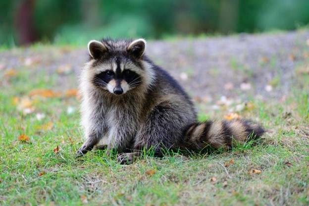 Effective Animal Control Solutions For Nuisance Wildlife And Pests