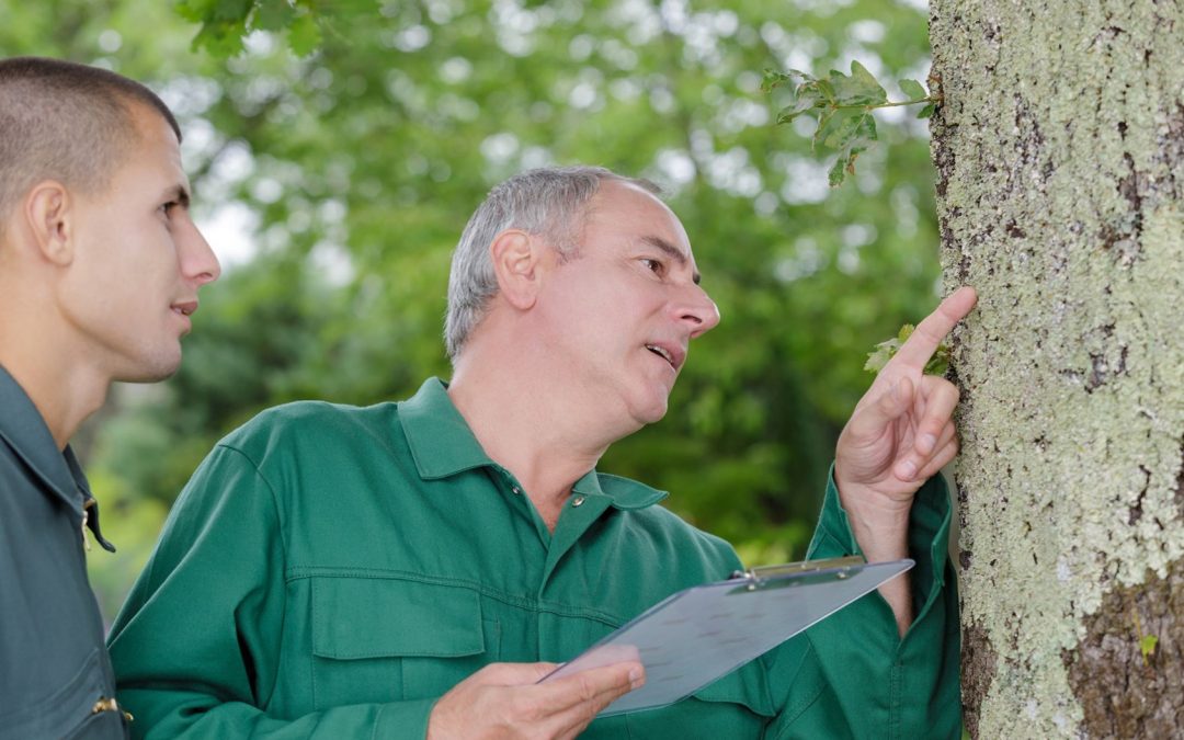 two men inspecting bark of tree