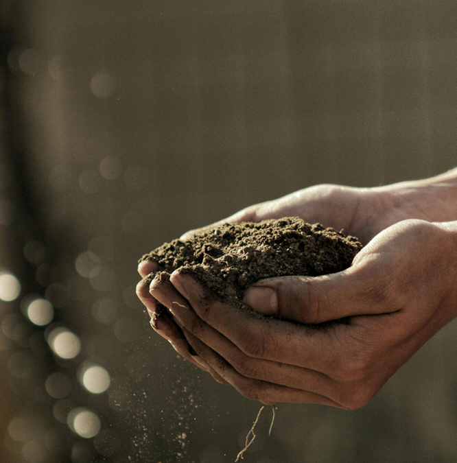 hands holding garden soil