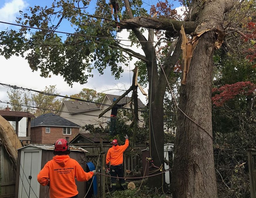 crew of workers removing tree with equipment