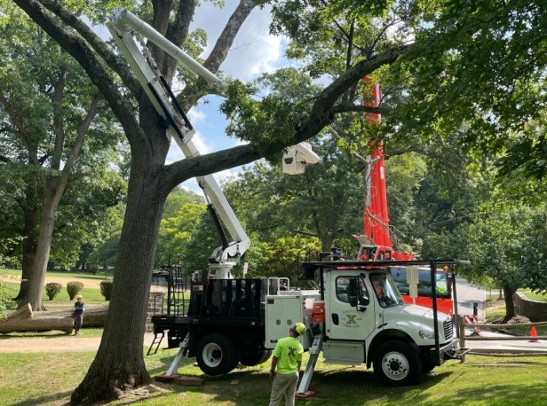 tree removal and trimming