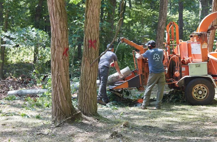 stump grinding after tree removal