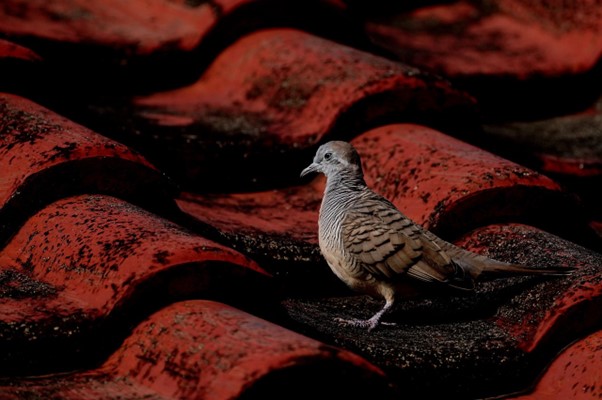 bird sitting on red tile roof