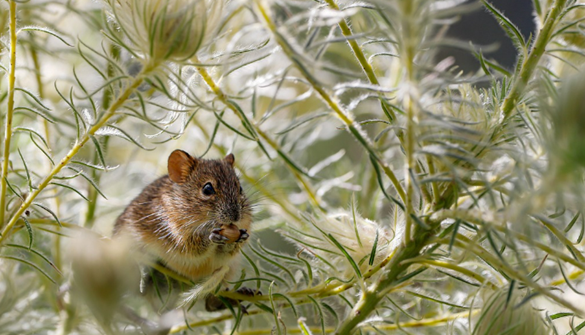 mouse on plants eating