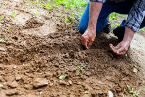 person placing seeds in soil