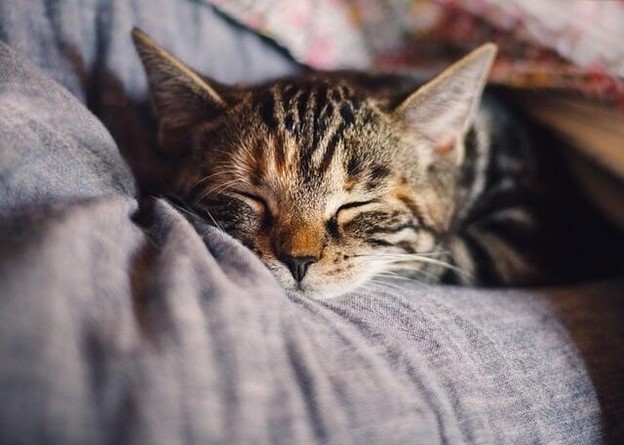 cat sleeping on blanket