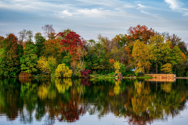 trees reflected on calme water