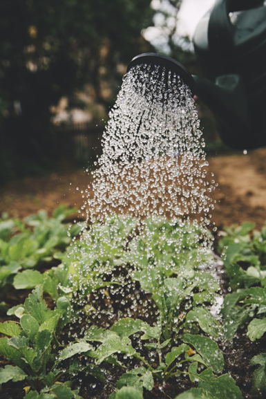 using water can to water plants