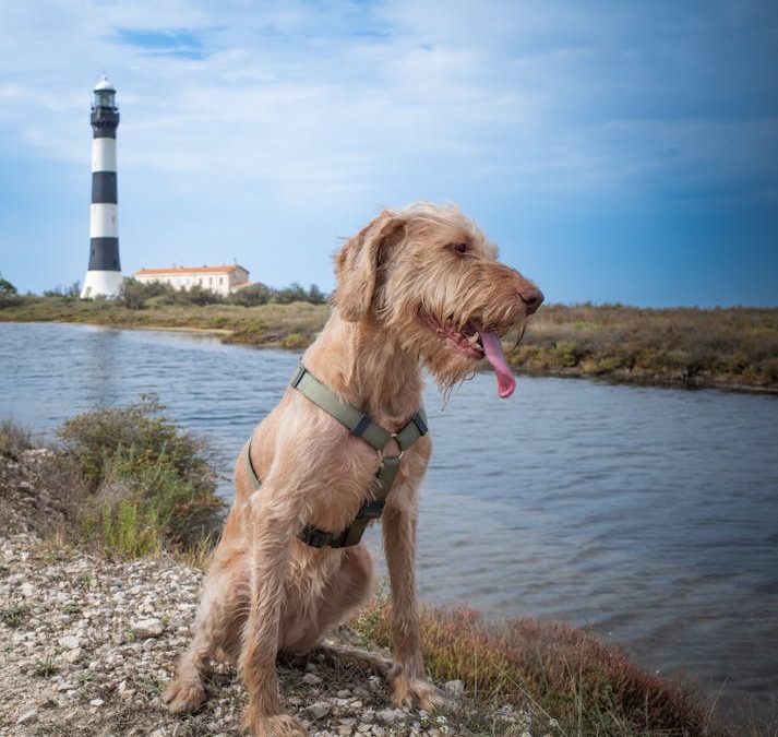 How to Create a Dog-Friendly Space in Your Home