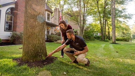 Seasonal tree Care