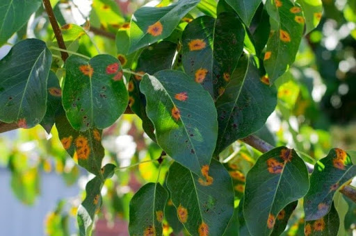 Tree Disease Nashville