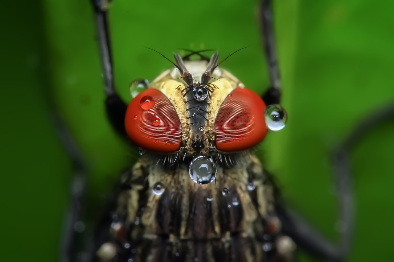 close up bug eyes