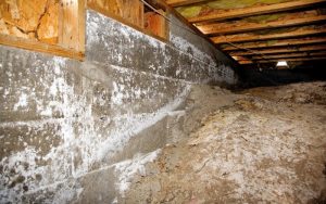 signs of mold