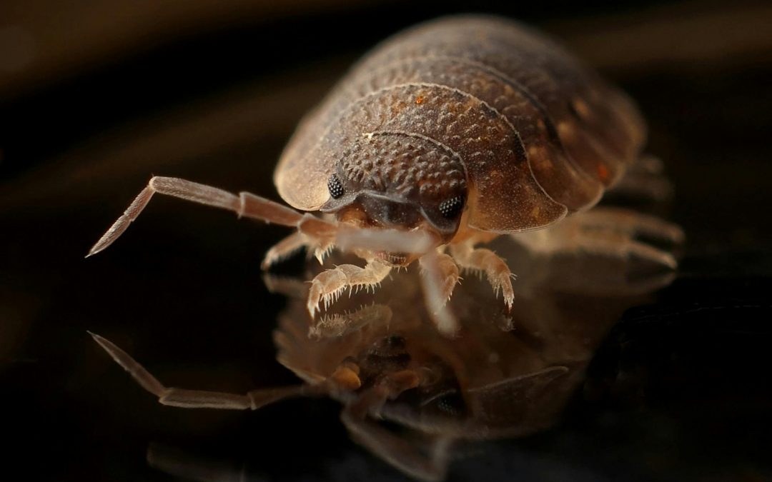 bed bug up close