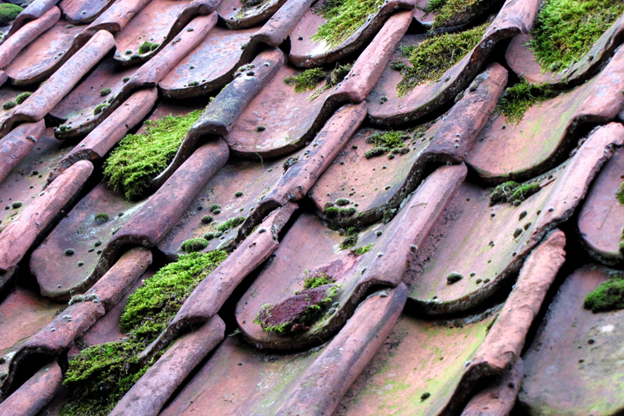 slate roof with moss