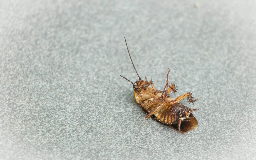 Natural Ways to get rid of Roaches Quickly