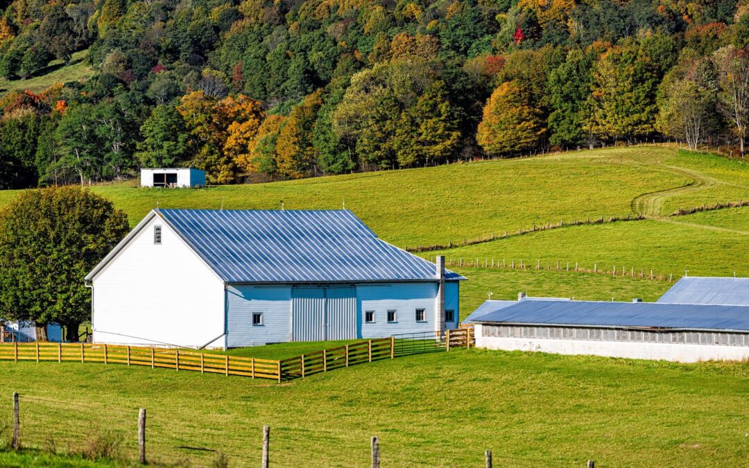 The Best Shed Designs for Small and Large Properties