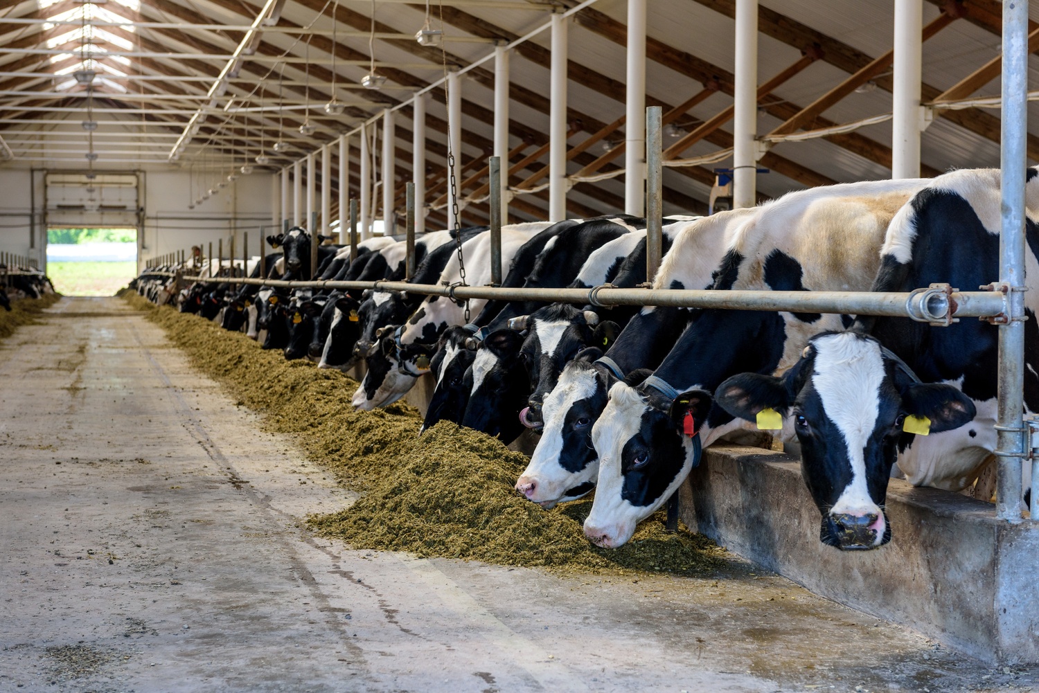 Cows