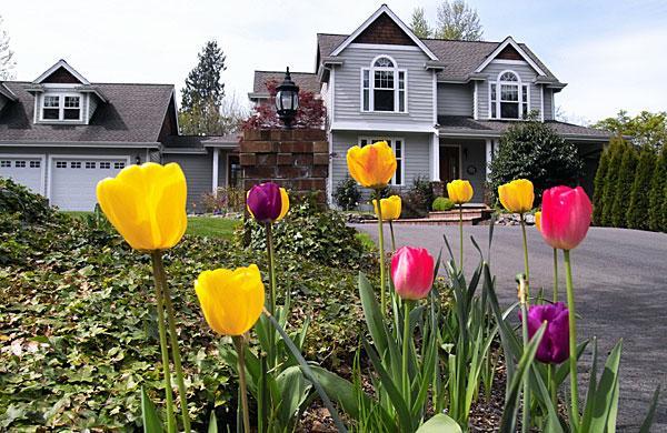 Spring Tulips