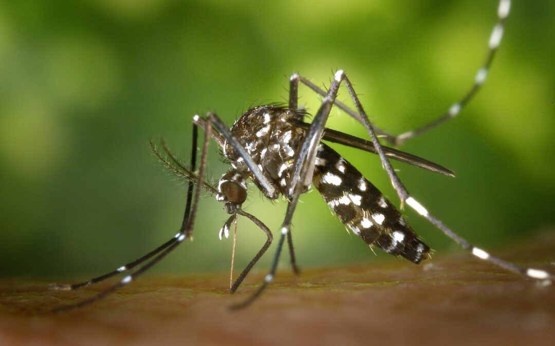 Eco-Friendly Ways to Keep Mosquitoes Out of Your Yard