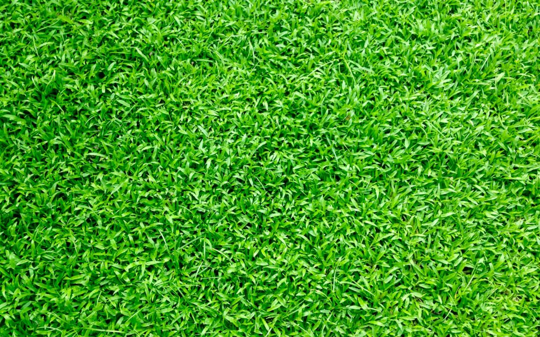 close up of turf