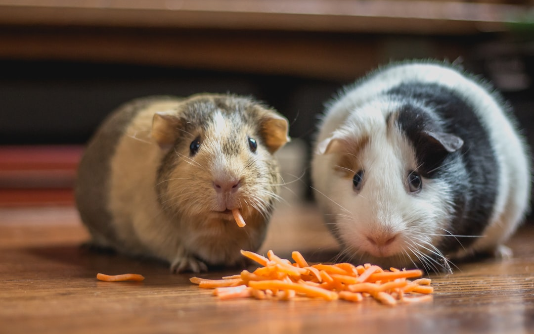 Ginuea Pigs