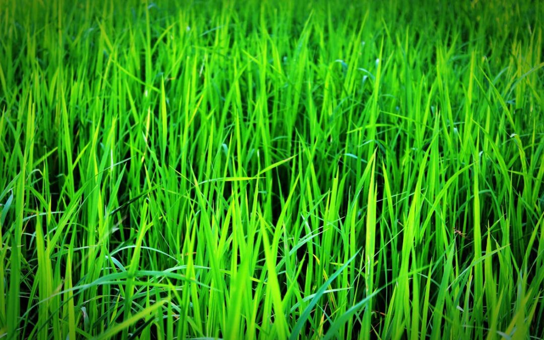 Green blades of grass