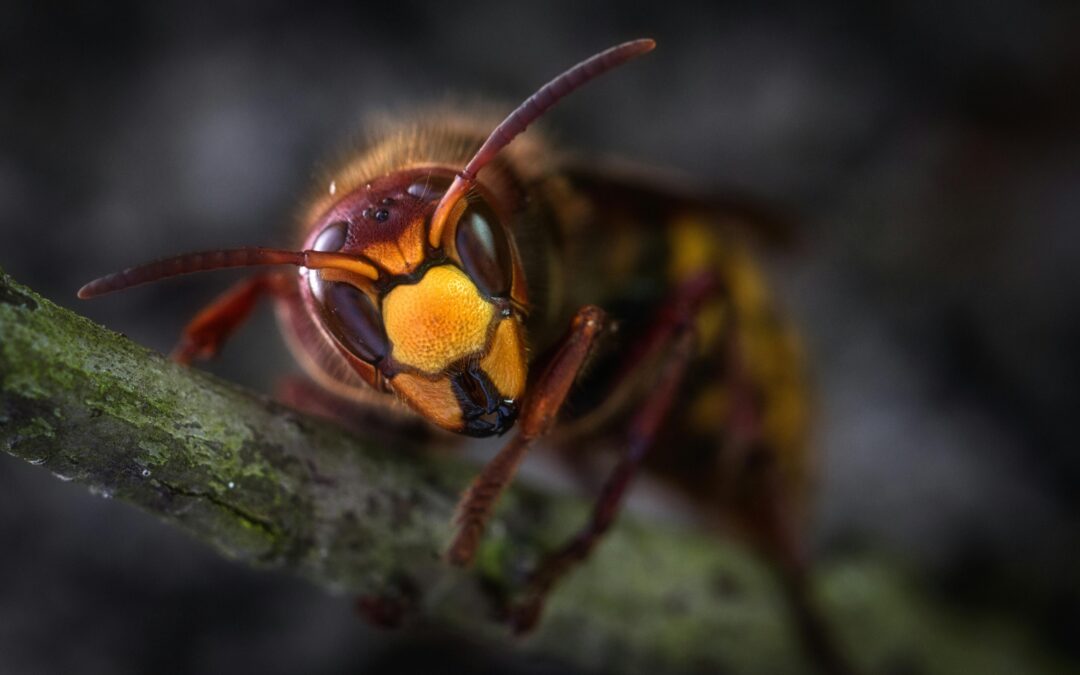 Wasp Nest Removal