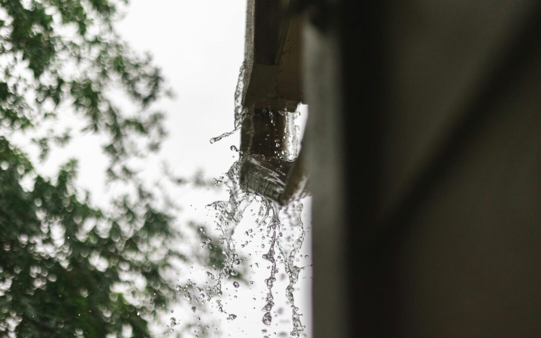 How Can You Keep Your Gutters Safe from Pigeon Damage with Minimal Effort