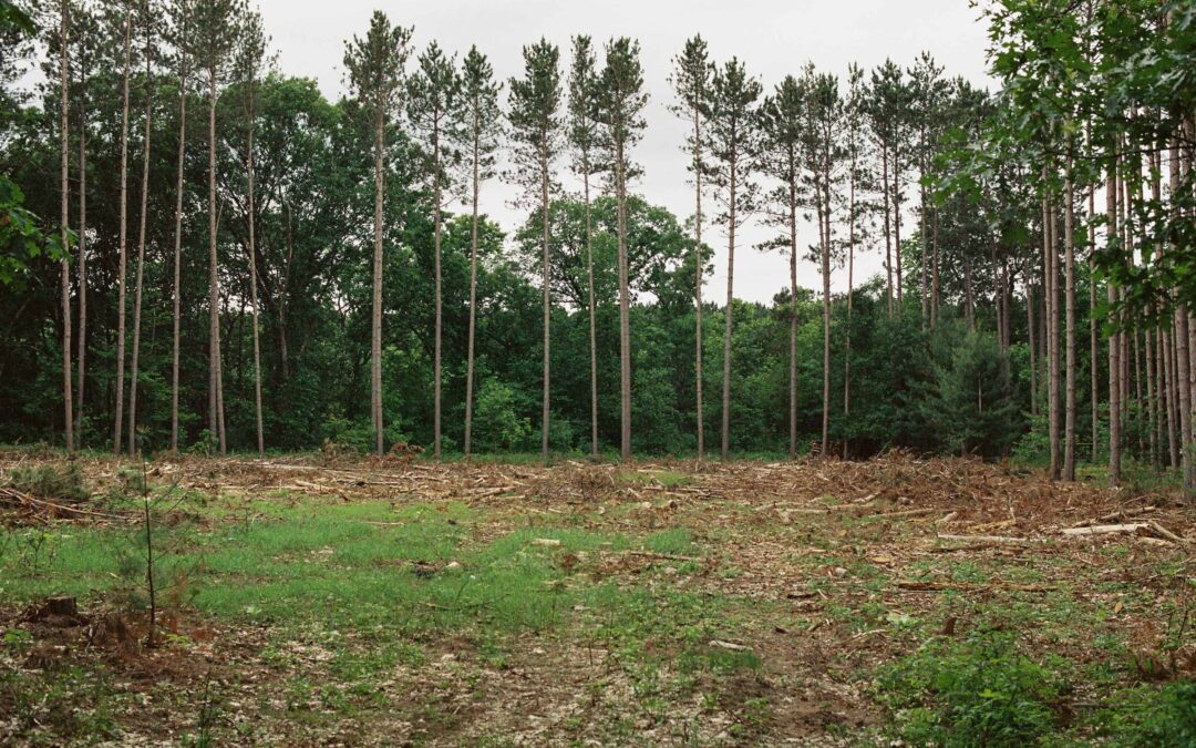 Rapid City Land Buying Guide for Builders and Custom Home Dreamers