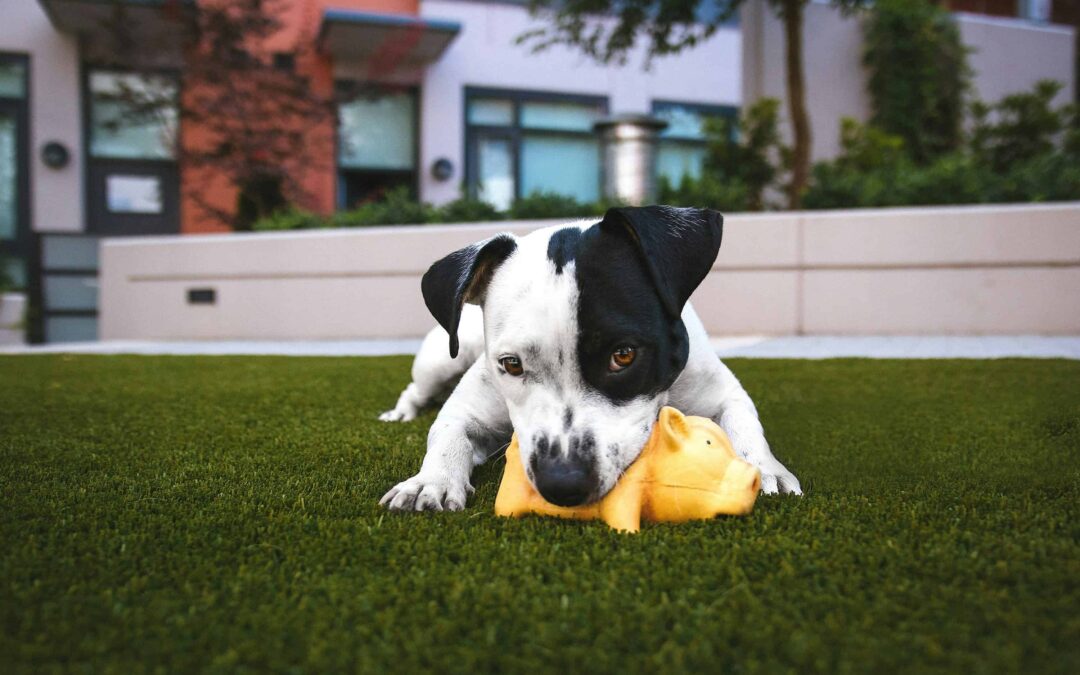 Artificial Grass in Multi-Family Housing: A Smarter Solution for Shared Spaces