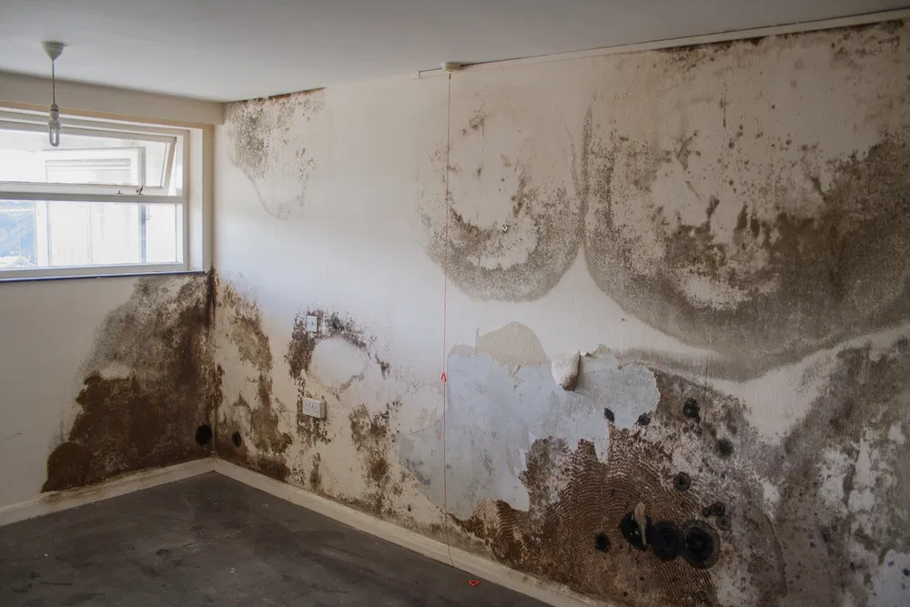 Rising Damp in UK Homes: Causes, Lasting Solutions, and Expert Advice