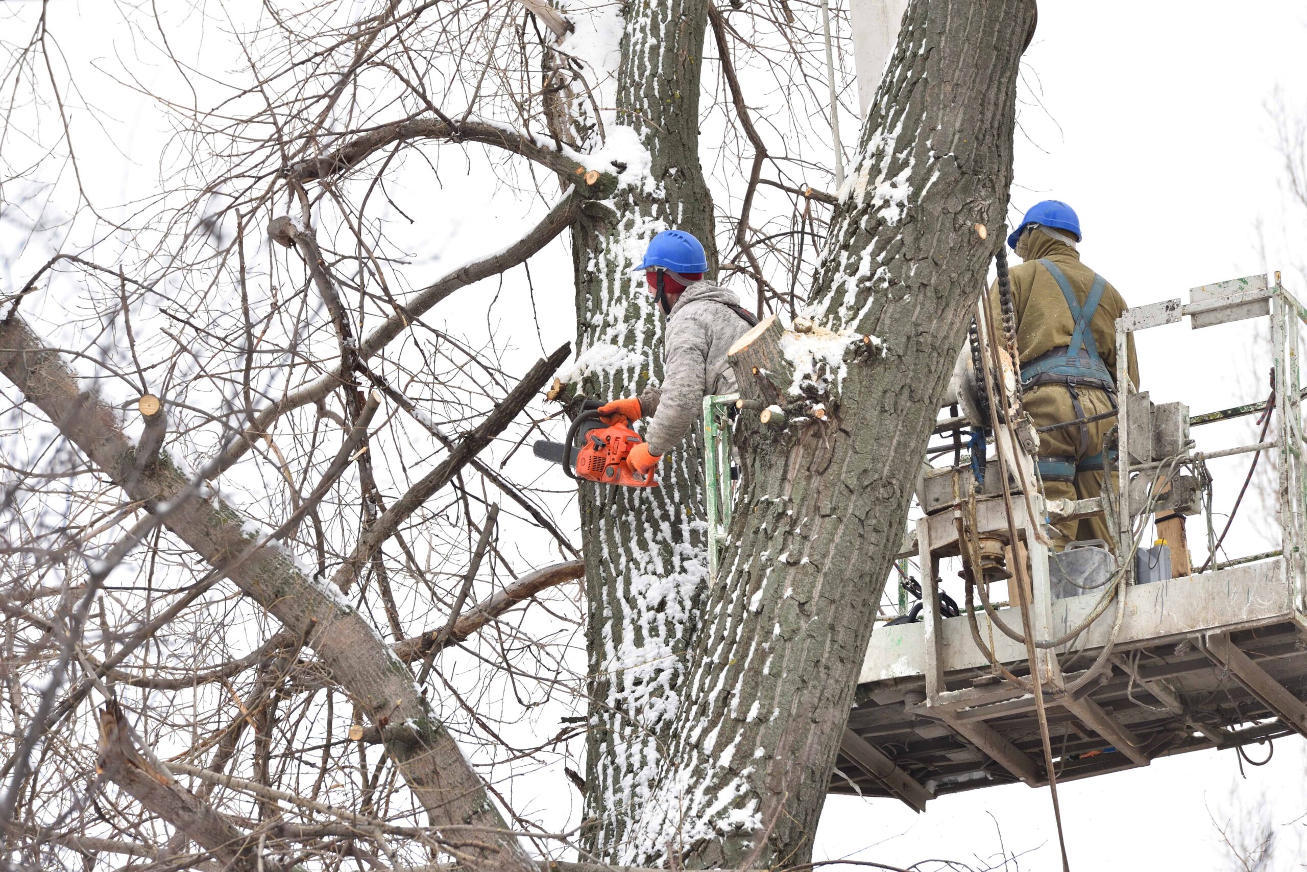 Two working men cut down a large tree