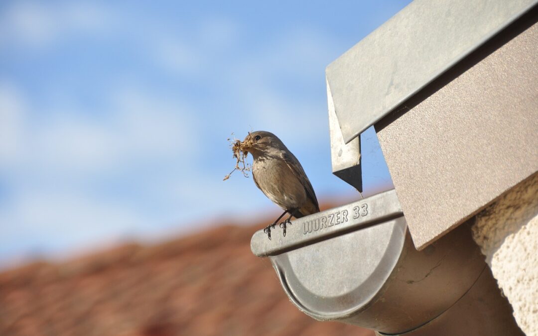 The Importance of Gutter Protection for Your Home