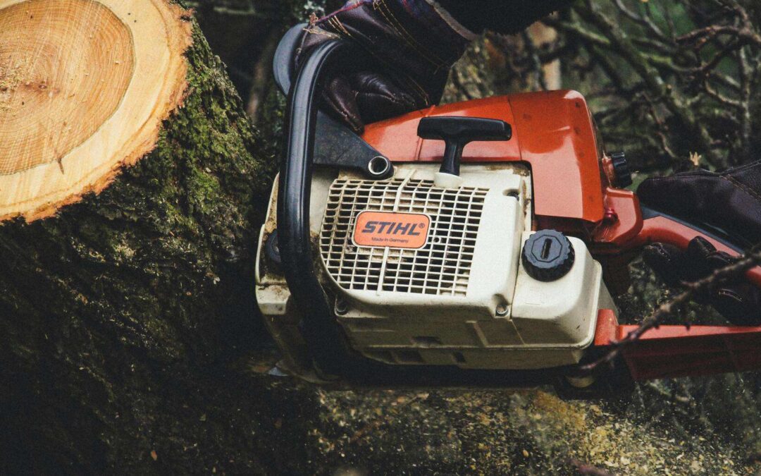 The Top Signs It’s Time to Call a Tree Professional in Silver Spring, MD