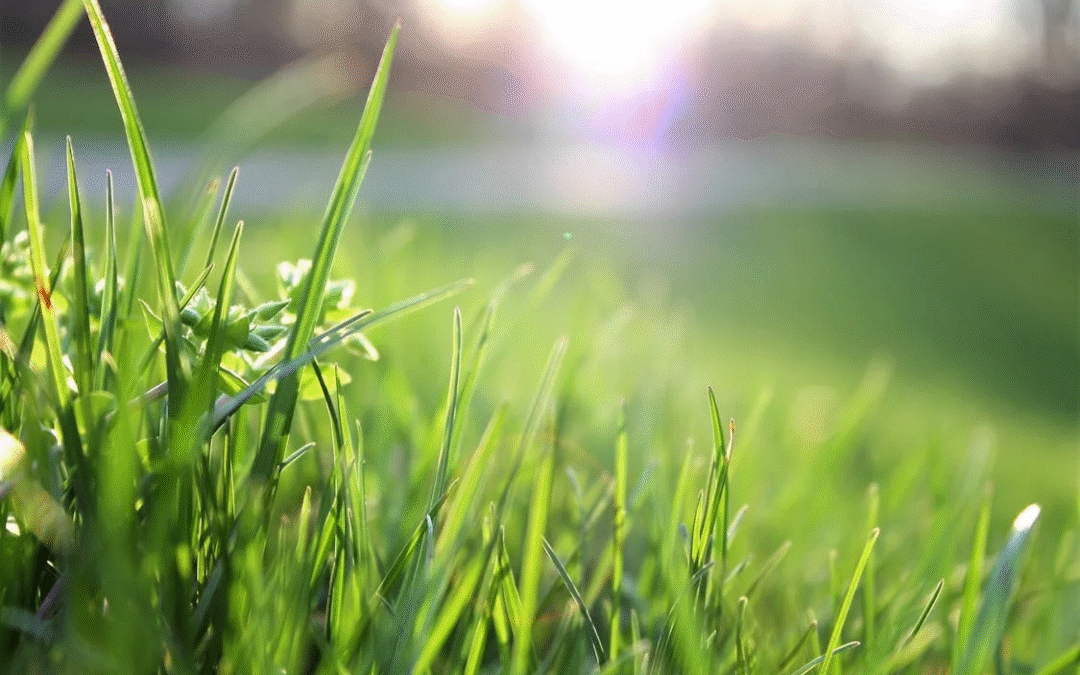 Unlocking a Lush Lawn: Essential Irrigation Practices for Healthy Growth