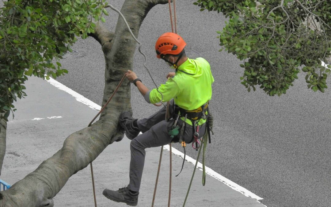 The Hidden Costs of DIY Tree Service for Chittenden County, VT