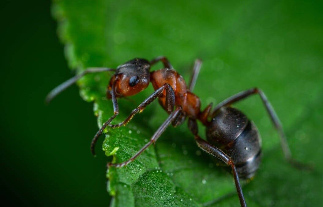 Types of Ants that Can Invade Your Home