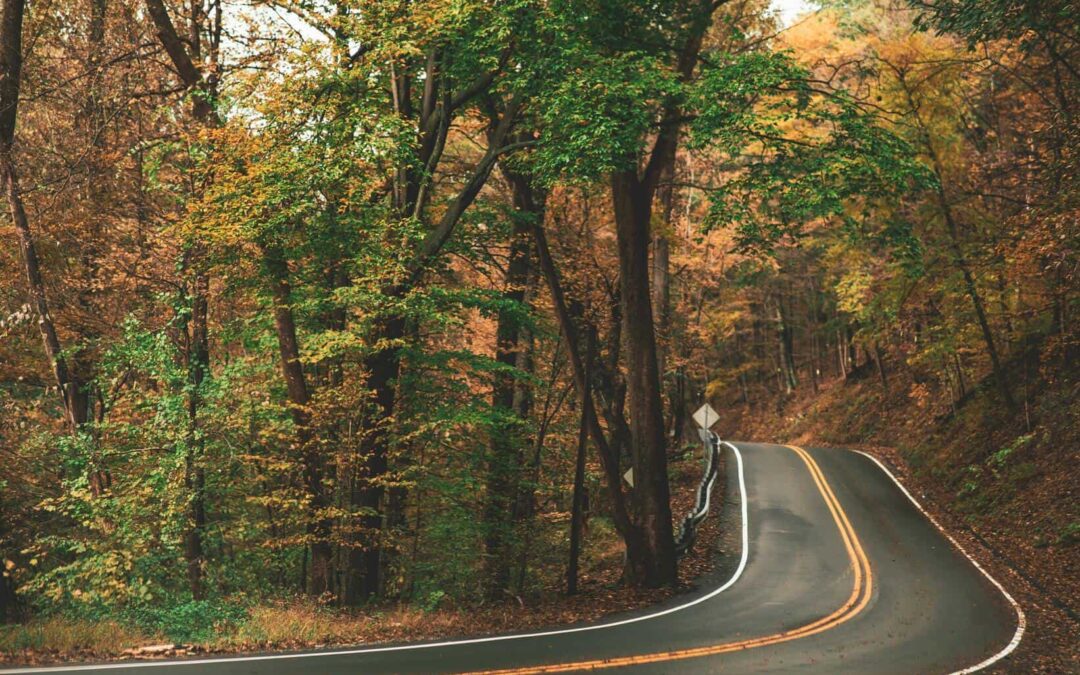 10 Signs You Need to Remove A Tree in Pittsburgh, PA