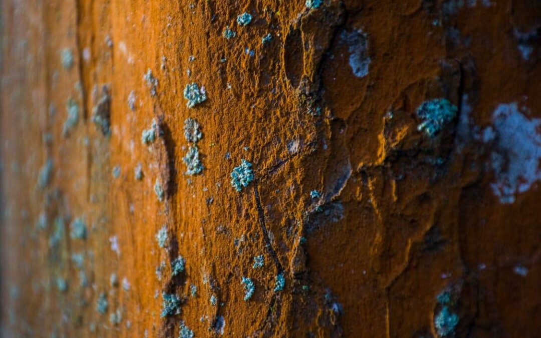 The Most Common Sources of Mold in California Homes