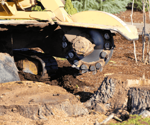 Tree Roots vs. Your Home’s Foundation: What You Really Need to Know