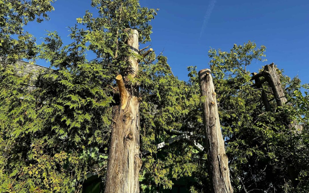 The Hidden Costs of DIY Tree Service for Stockton Homeowners