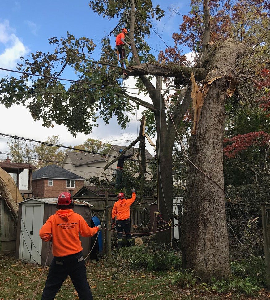 tree removal crew of workers removing tree with equipment
