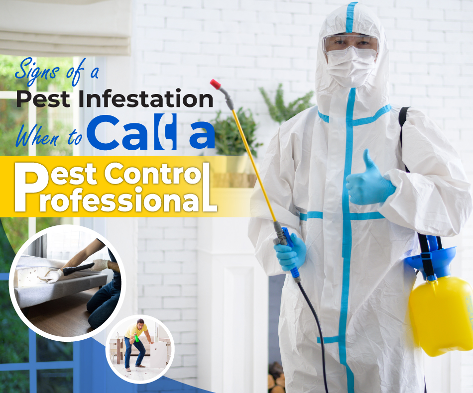 Signs-of-a-Pest-Infestation-When-to-Call-a-Pest-Control-Professional
