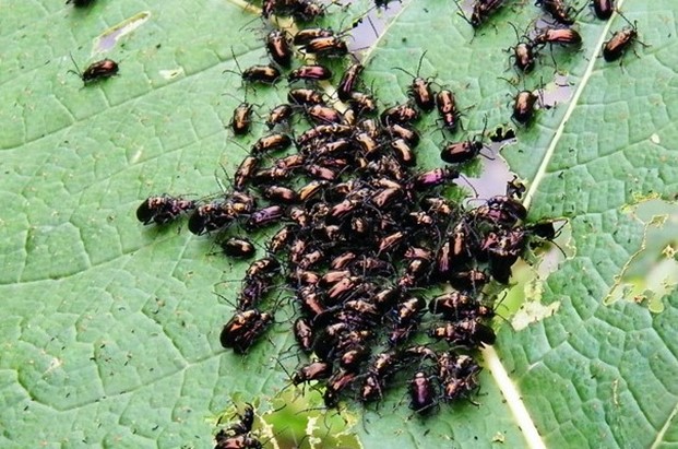 bees and bugs bugs and bees in yard