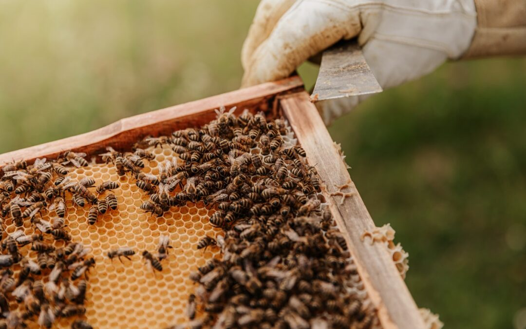 Embracing Nature: How Beekeeping Enhances Home Living