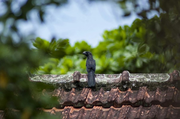 bird on roof peak black bird on roof that needs repair
