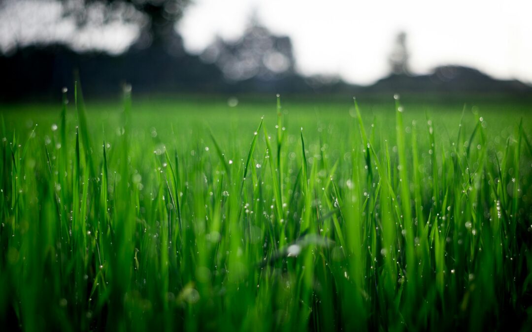 Choosing the Best Methods for Cleaning Your Fake Grass