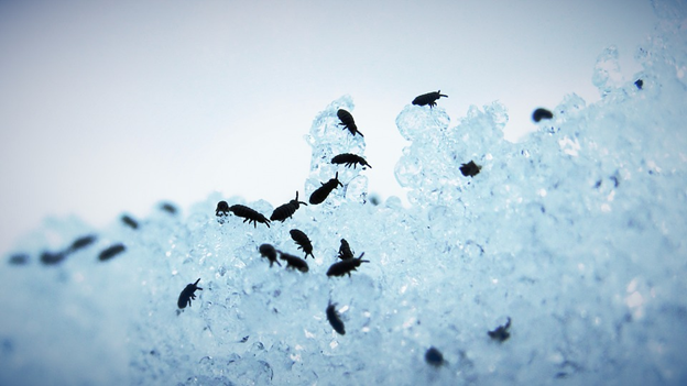 Common Signs of a Flea Infestation and How to Take Action
